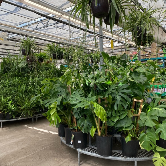 Meet your Posher, Lillian - Picture 2 of 8